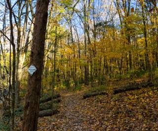 Hiking the Huntsville Wildflower Trail