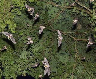 Bat Cave at Wheeler National Wildlife Refuge
