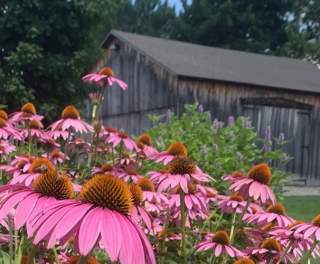 Large, pink flowers in front of a rustic barn