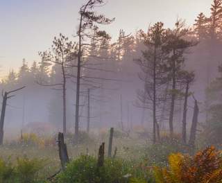 Somerset swamp