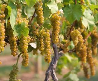 Berks County Wine Trail