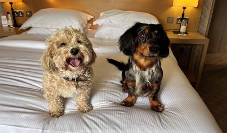 The Belfry Hotel & Resort is paw-fect for dog friendly stays