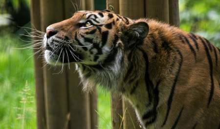 Tiger in enclosure at Welsh Mountain Zoo