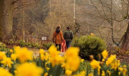 A couple walking past daffodils at Batsford Arboretum