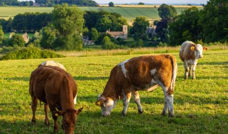 Cows grazing in a field with a village church in the distance