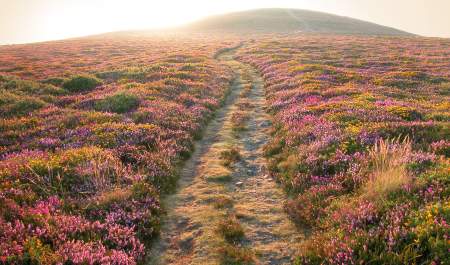 a coutnryside view of exmoor, devon