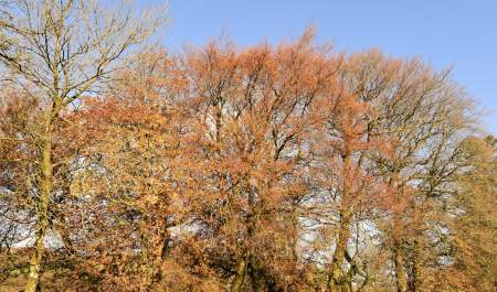Autumn Trees in Devon