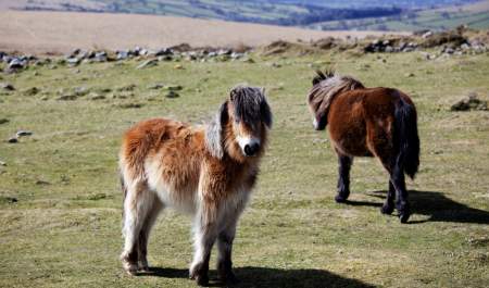 Dartmoor Ponies