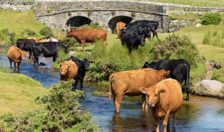 Dartmoor Cows