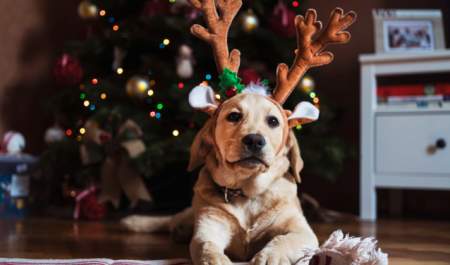 CHRISTMAS Dog Friendly