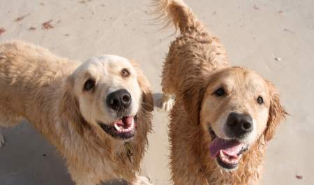 Dogs, beach, summer