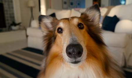 fluffy dog in a room