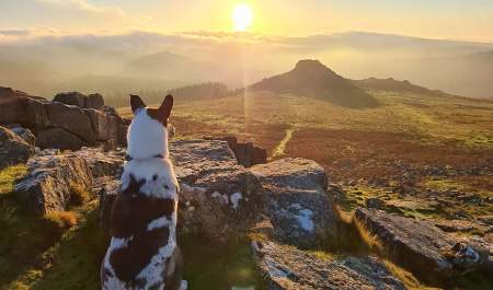Dog sat looking over Sharpitor at Sunrise