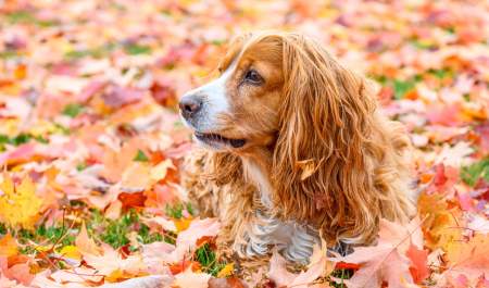dog in autumn leaves