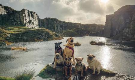 dogs posing at Foggintor Quarry, dartmoor