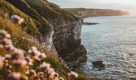 The sun shining over the magnificent cliffs along the East Yorkshire Coast which are in bloom with wildflowers