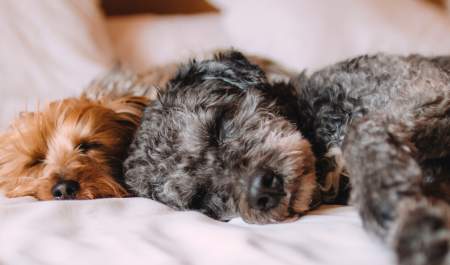 Two small dogs, one grey and one brown, sleeping on a comfy bed.