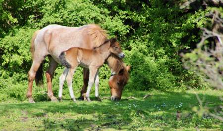 Mother and Foal