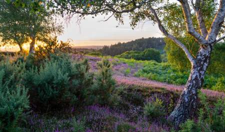 Heathland in a summer sunset in the New Forest