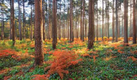 Autumn trees and ferns