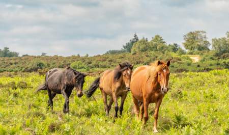 Roaming ponies in the New Forest