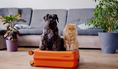 Sort hund og lysebrun katt sitter på en oransje koffert i en stue