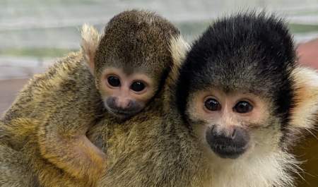 A baby squirrel monkey has been born at Hoo Zoo and Dinosaur World