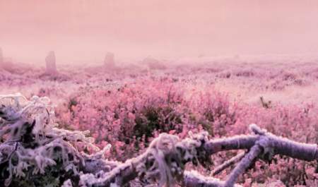 rosa frost på bakken
