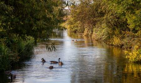 Ducks gathered and swimming calming along the waters of the wetlands, serene scenary, surrounded by trees and foliage. Shimmering waterway.