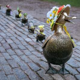 Ducklings with Bonnets
