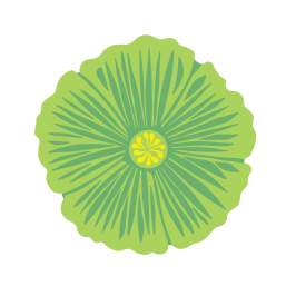 Springfest Flower White Background