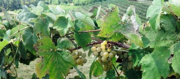 Vinoklet Winery and Restaurant