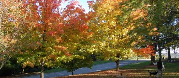 Alms Park in the fall