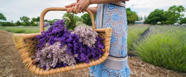 basket of lavender
