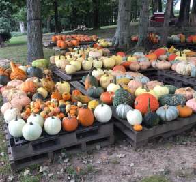 Patterson Place Farm Pumpkins