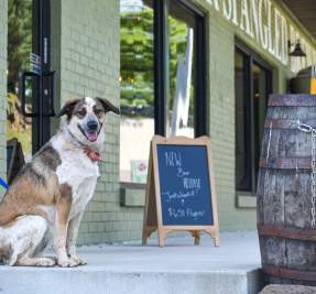 dog at brewery