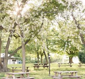 picnic tables under trees