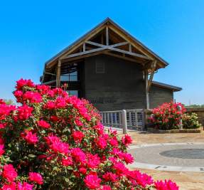 roses in bloom at Freedom Point