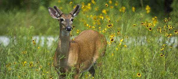A young deer standing in a field of tall grass and yellow flowers.