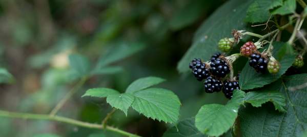 Blackberries on a blackberry bush.