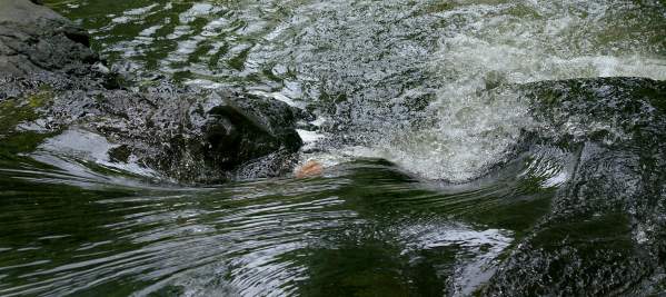 Mountain Fly Fishing