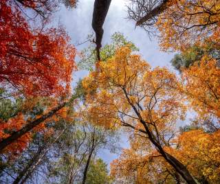 Fall colors in New Mexico