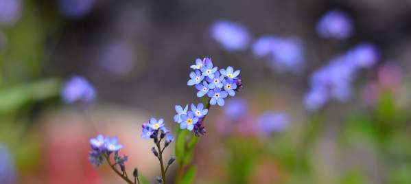 wildflowers