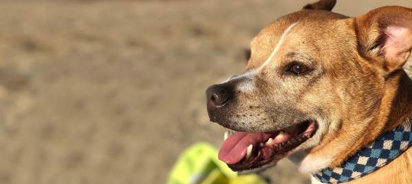 Tyson-the-dog