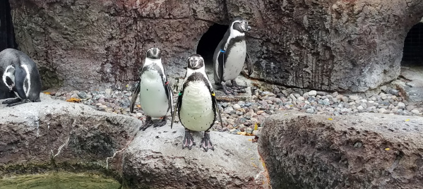 Milwaukee County Zoo – Humboldt Penguins
