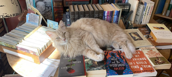 A fluffy cream-colored cat lounging on a table covered with books inside a cozy bookstore, surrounded by shelves of books and postcards.