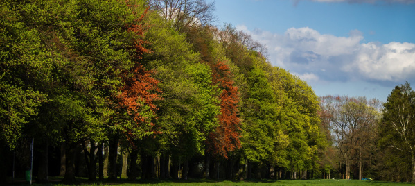 Estabrook Park - Trees