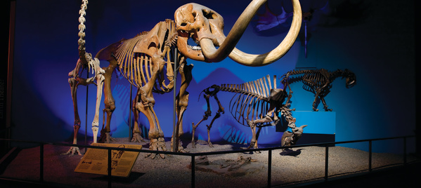 Milwaukee Public Museum bones exhibit