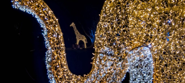 Wild Lights 2025 - Presented by We Energies Foundation