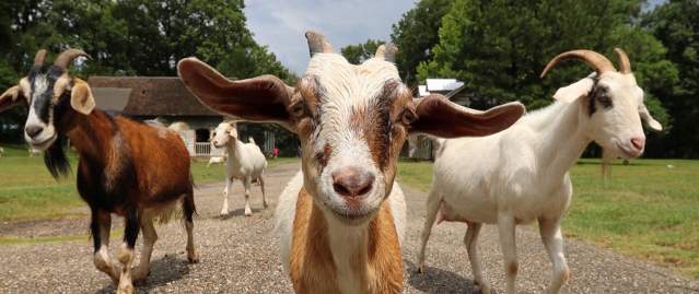 Jackson Lake Island Goats